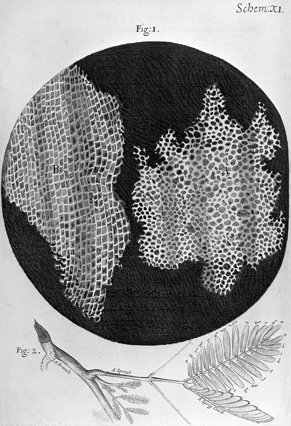 An engraved plate from 1665 showing two views of thin-sliced cork, each a dense honeycomb of small walled compartments.