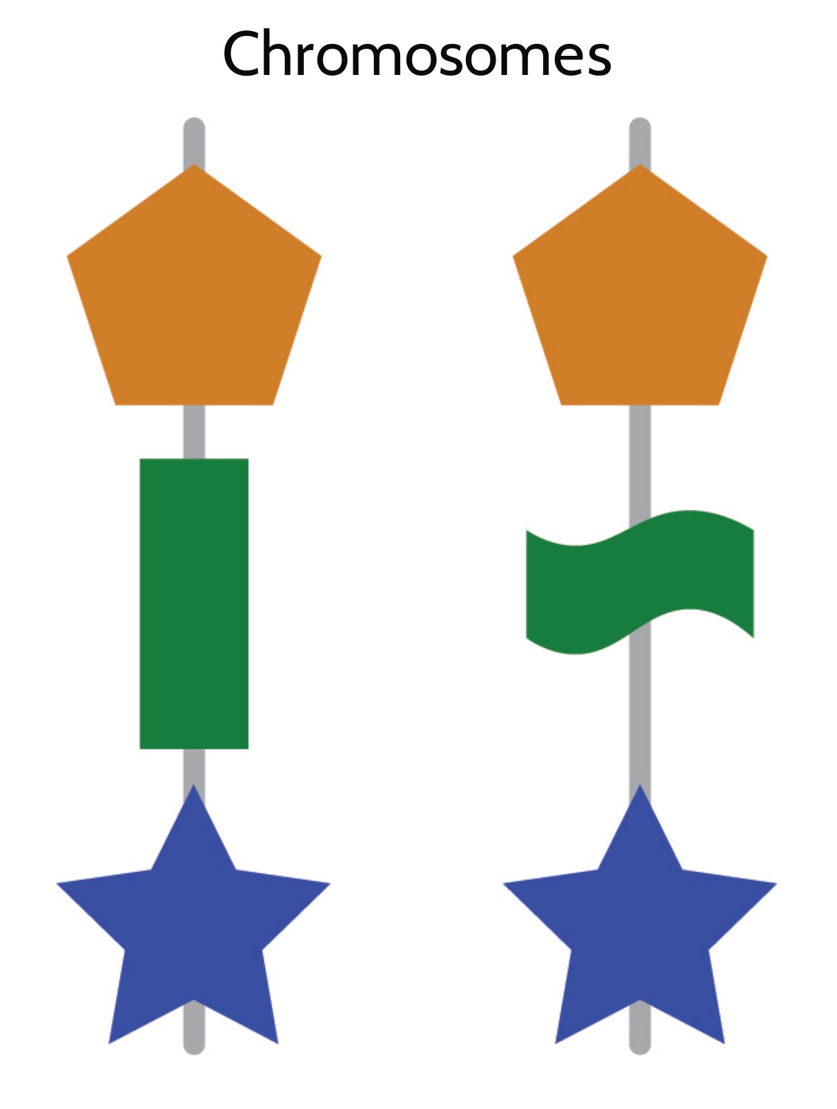 OpenSciEd chromosome symbols for Rob, the extra-muscular offspring in the cattle case; two copies have matching orange and blue symbols but different green allele-category shapes.